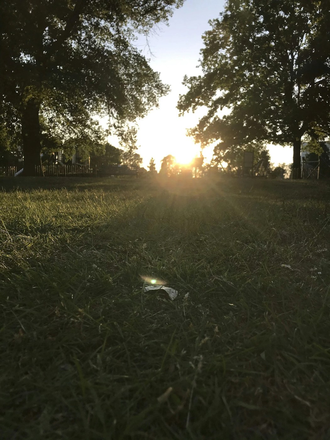 Tramonto basso su un prato, con i raggi del sole tra gli alberi