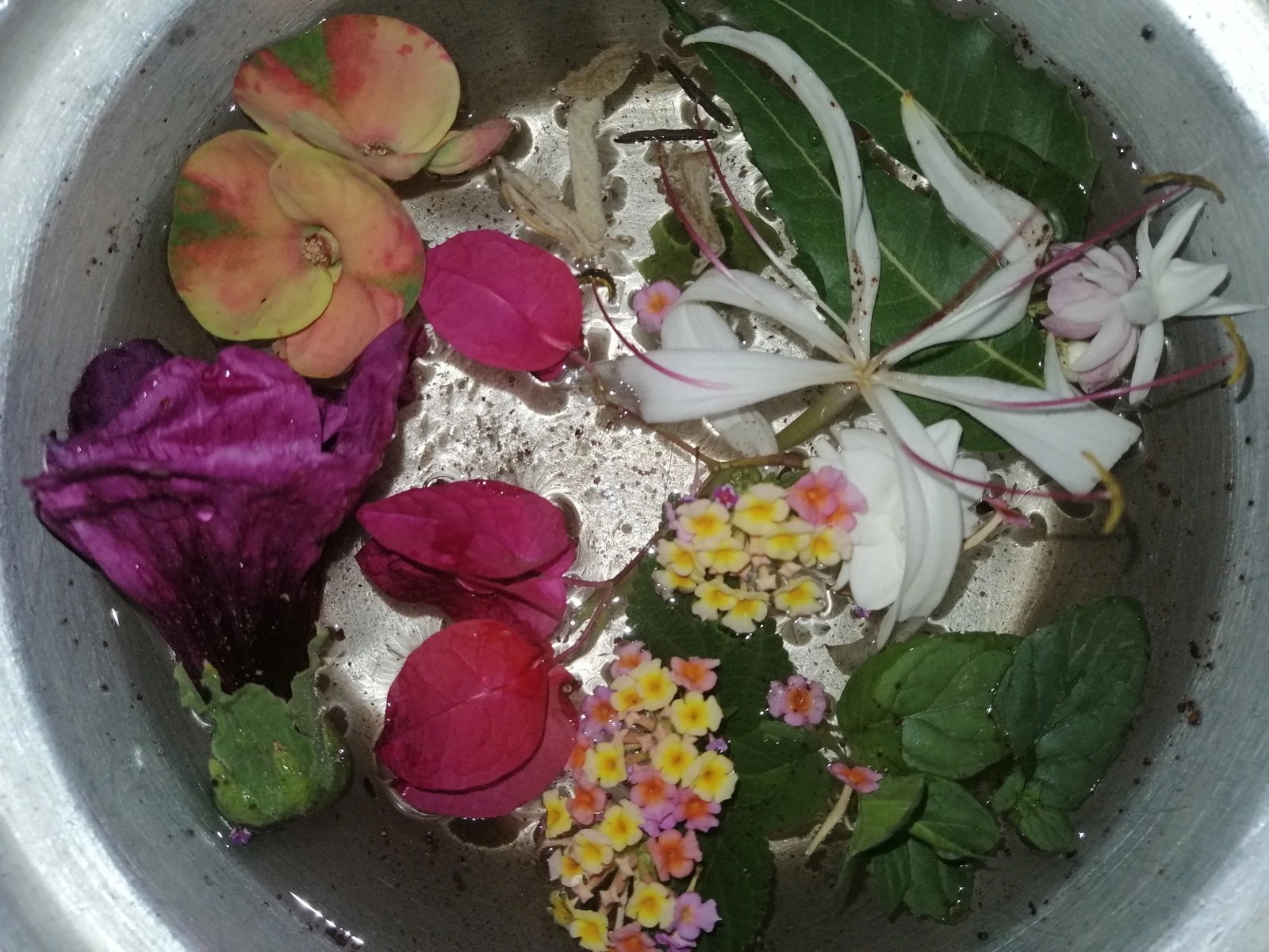 Fiori ed erbe raccolti che galleggiano nell'acqua di un bacile metallico